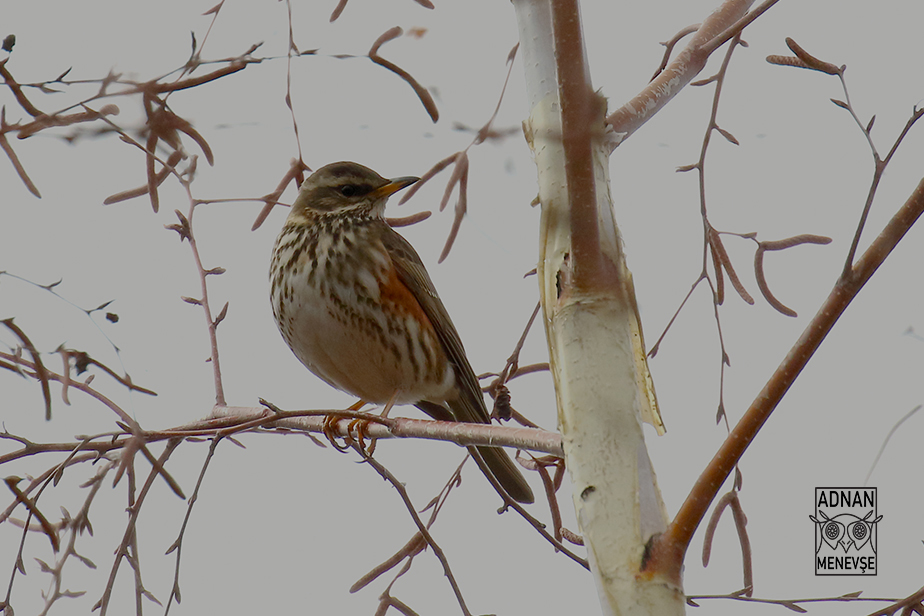 Redwing